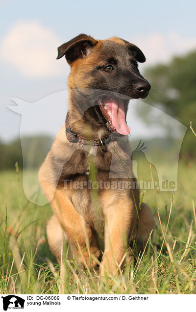 junger Malinois / young Malinois / DG-06089