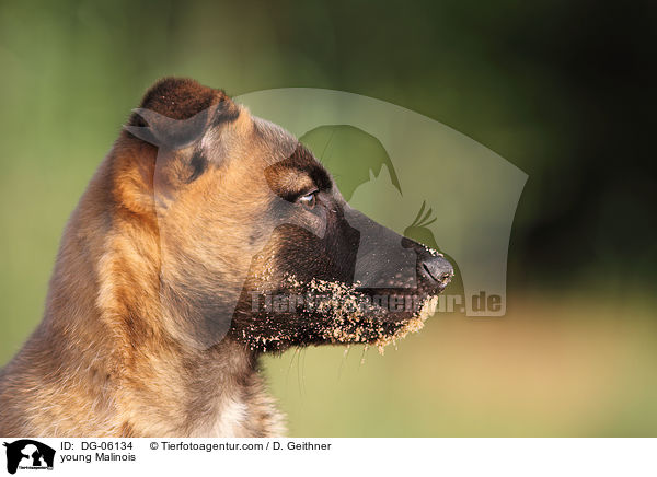 junger Malinois / young Malinois / DG-06134