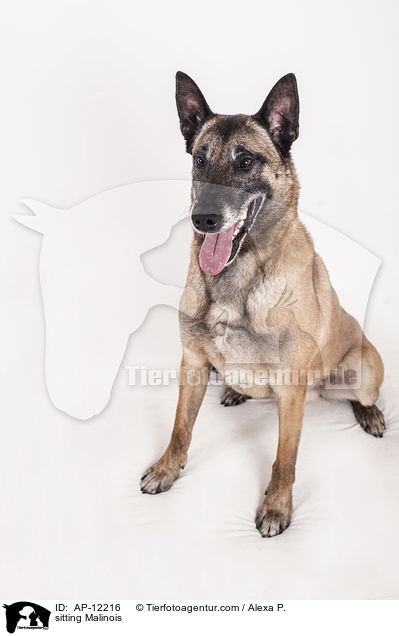 sitzender Malinois / sitting Malinois / AP-12216