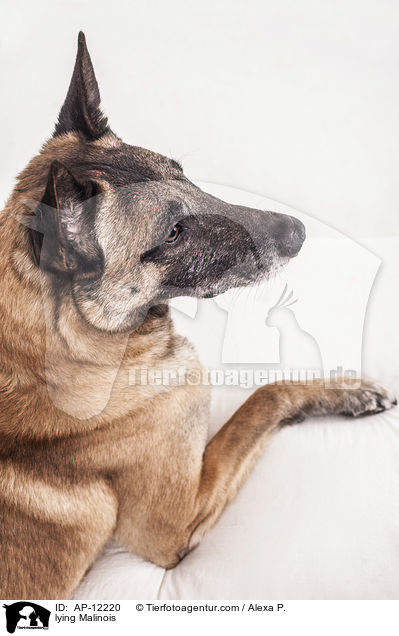 liegender Malinois / lying Malinois / AP-12220