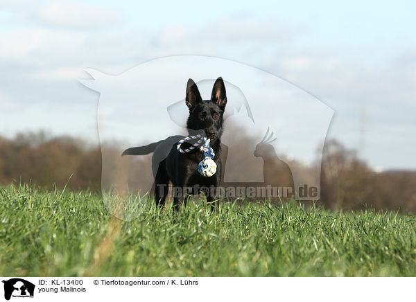junger Malinois / young Malinois / KL-13400