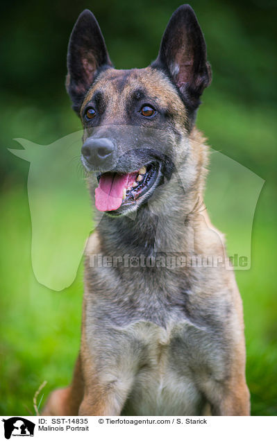Malinois Portrait / Malinois Portrait / SST-14835