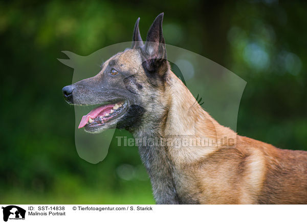 Malinois Portrait / Malinois Portrait / SST-14838