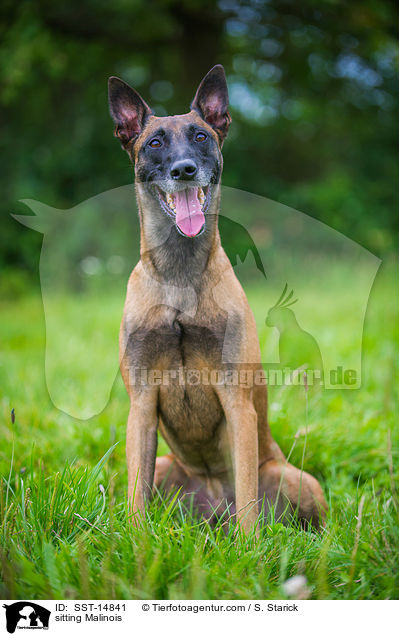 sitzender Malinois / sitting Malinois / SST-14841