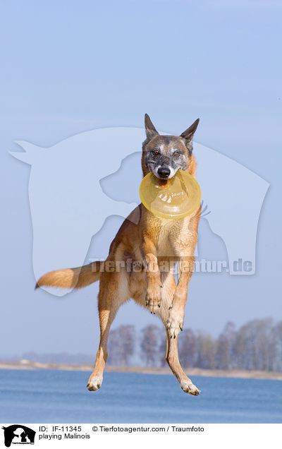 spielender Malinois / playing Malinois / IF-11345