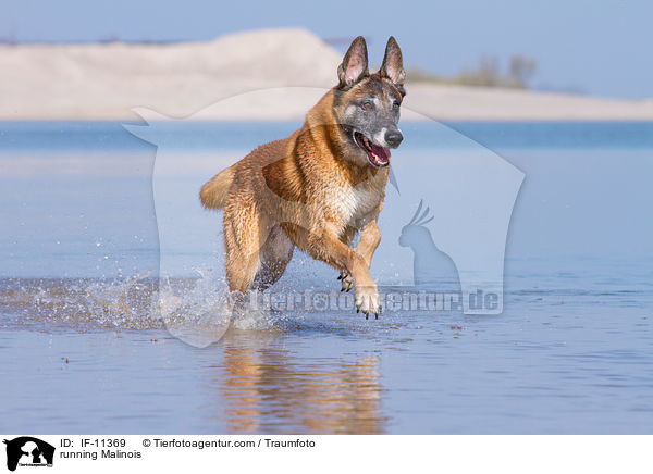 rennender Malinois / running Malinois / IF-11369
