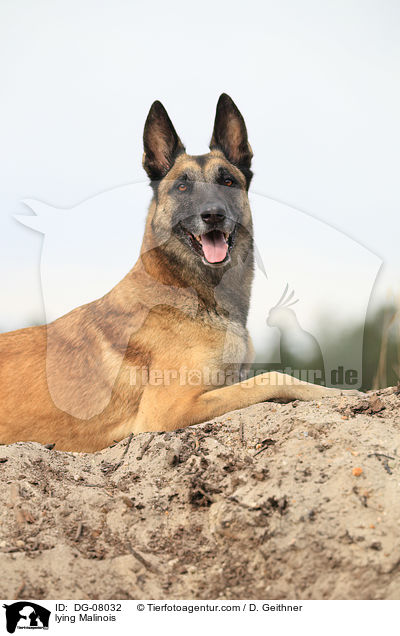 liegender Malinois / lying Malinois / DG-08032