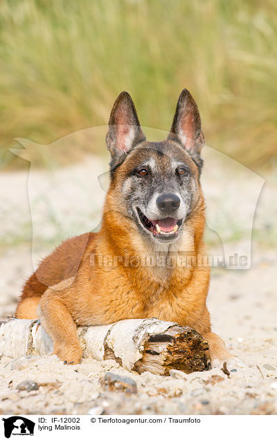 liegender Malinois / lying Malinois / IF-12002