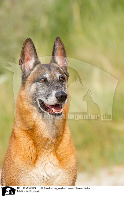 Malinois Portrait / Malinois Portrait / IF-12003