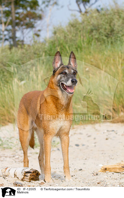 Malinois / Malinois / IF-12005