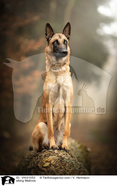 sitzender Malinois / sitting Malinois / VH-01053