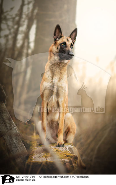 sitzender Malinois / sitting Malinois / VH-01059