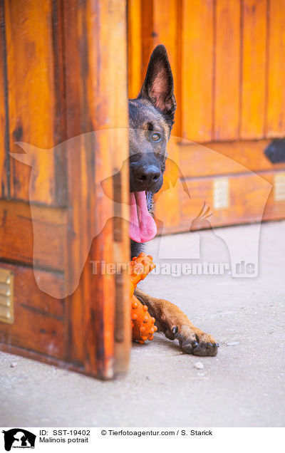Malinois Portrait / Malinois potrait / SST-19402