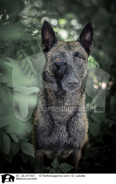 Malinois Portrait / Malinois portrait / DL-01353