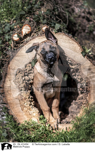 Malinois Welpe / Malinois Puppy / DL-01454