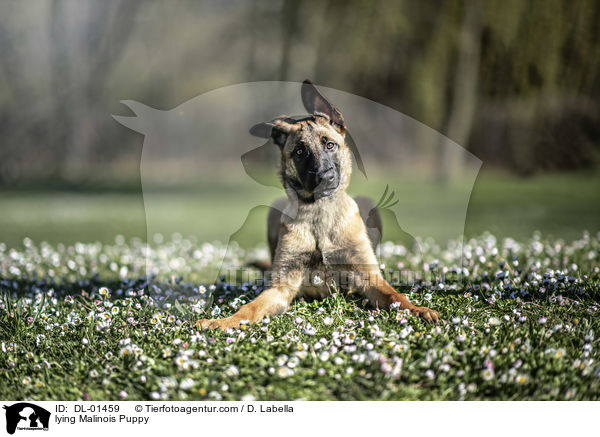 liegender Malinois Welpe / lying Malinois Puppy / DL-01459