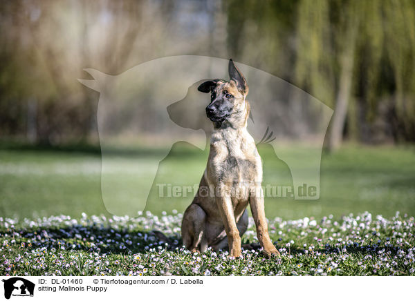 sitzender Malinois Welpe / sitting Malinois Puppy / DL-01460