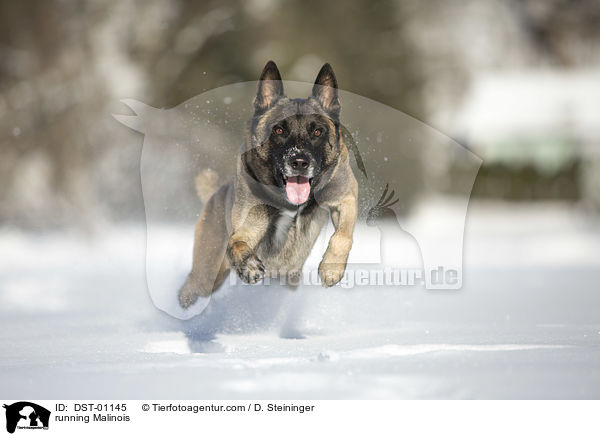 rennender Malinois / running Malinois / DST-01145