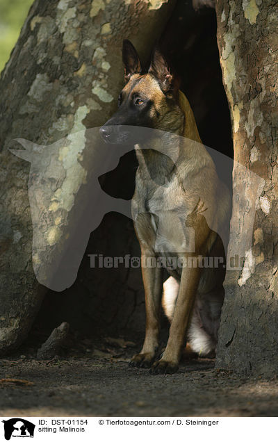 sitting Malinois / DST-01154