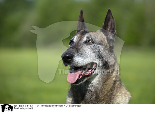 Malinois Portrait / Malinois portrait / DST-01183