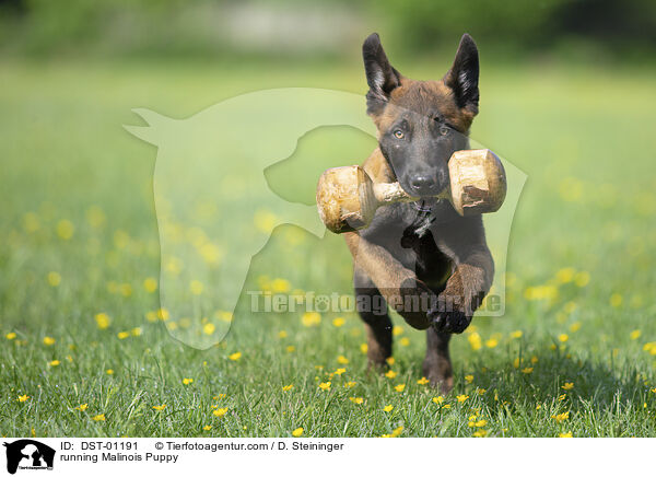 rennender Malinois Welpe / running Malinois Puppy / DST-01191