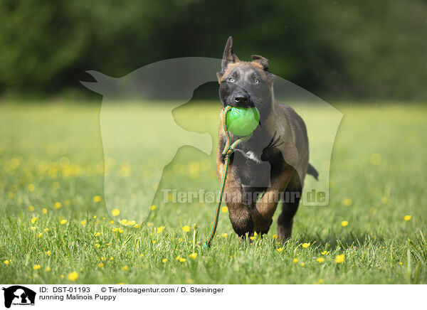 rennender Malinois Welpe / running Malinois Puppy / DST-01193