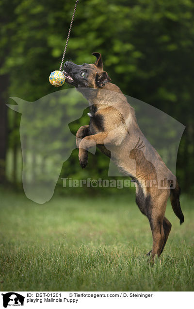 spielender Malinois Welpe / playing Malinois Puppy / DST-01201