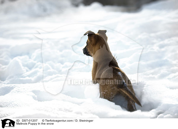 Malinois Welpe im Schnee / Malinois Puppy in the snow / DST-01207