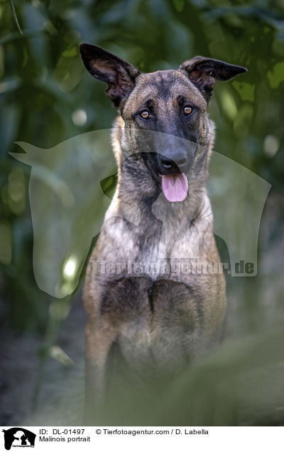 Malinois Portrait / Malinois portrait / DL-01497