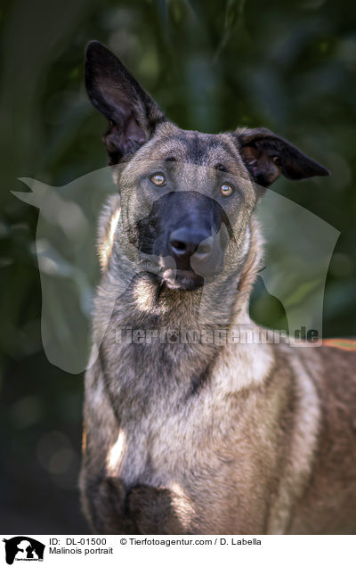 Malinois Portrait / Malinois portrait / DL-01500