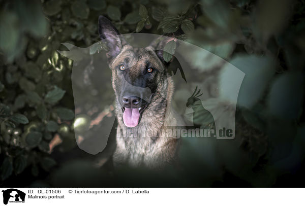 Malinois Portrait / Malinois portrait / DL-01506