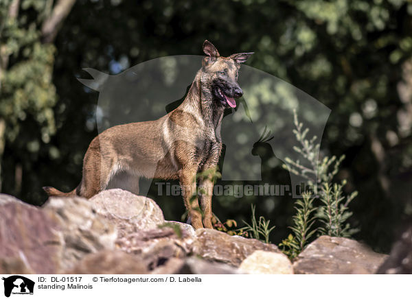 stehender Malinois / standing Malinois / DL-01517