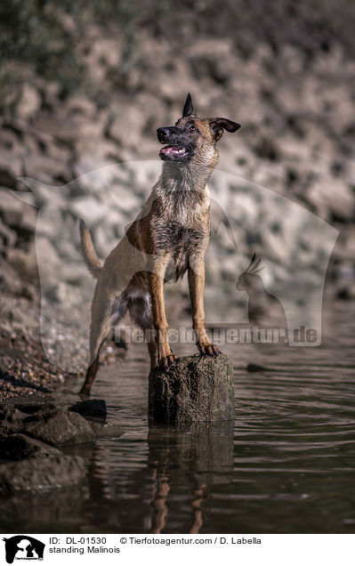 stehender Malinois / standing Malinois / DL-01530