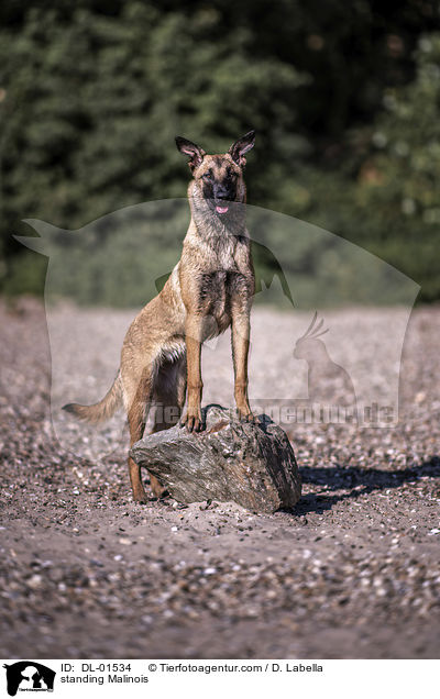 stehender Malinois / standing Malinois / DL-01534