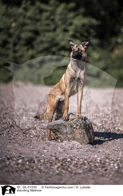 stehender Malinois / standing Malinois / DL-01535