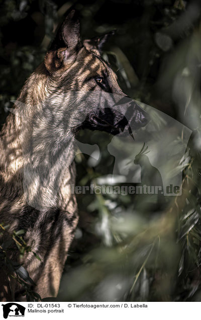 Malinois Portrait / Malinois portrait / DL-01543