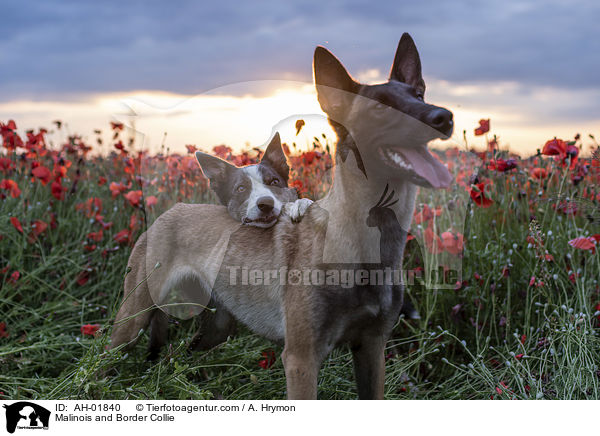 Malinois und Border Collie / Malinois and Border Collie / AH-01840
