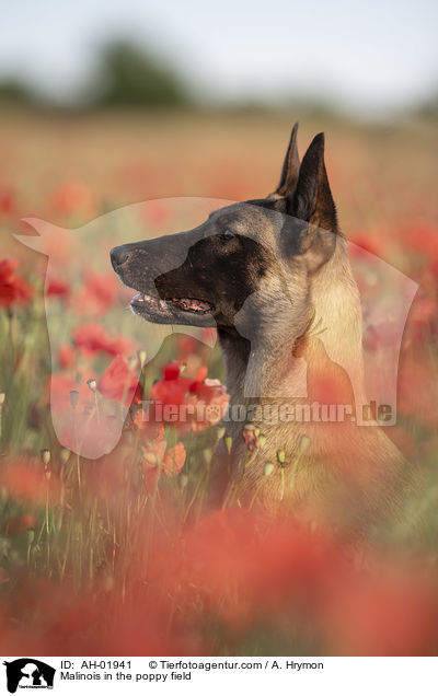 Malinois im Mohnfeld / Malinois in the poppy field / AH-01941
