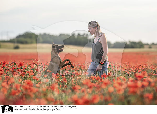Frau mit Malinois im Mohnfeld / woman with Malinois in the poppy field / AH-01943