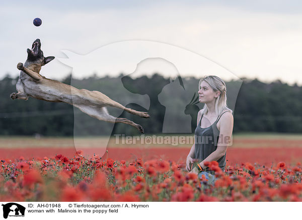 Frau mit Malinois im Mohnfeld / woman with  Malinois in the poppy field / AH-01948