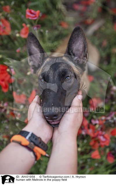 Mensch mit Malinois im Mohnfeld / human with Malinois in the poppy field / AH-01958