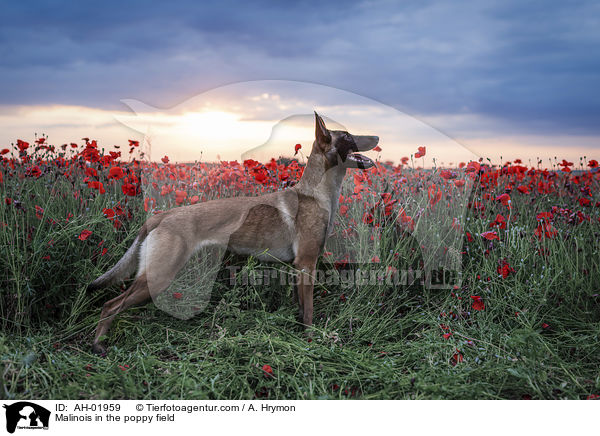 Malinois im Mohnfeld / Malinois in the poppy field / AH-01959