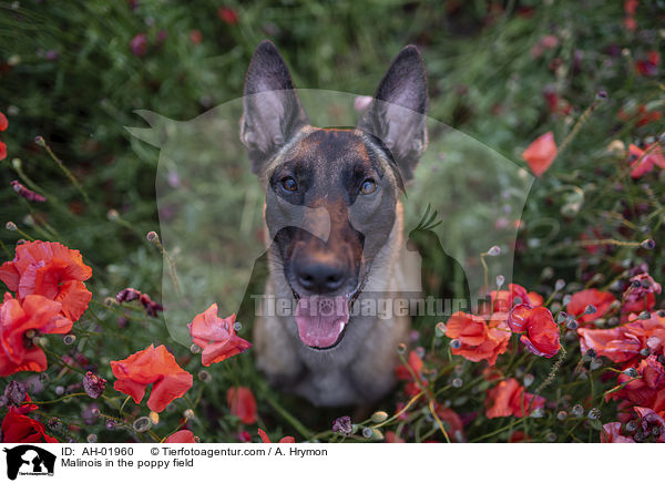 Malinois im Mohnfeld / Malinois in the poppy field / AH-01960