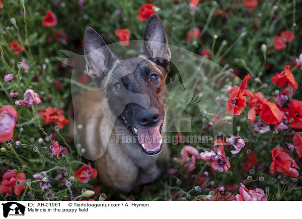 Malinois im Mohnfeld / Malinois in the poppy field / AH-01961