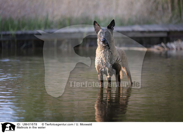 Malinois im Wasser / Malinois in the water / UM-01678