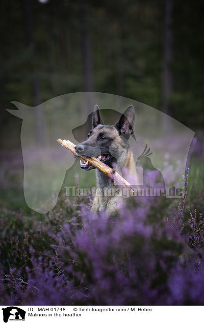 Malinois in der Heide / Malinois in the heather / MAH-01748