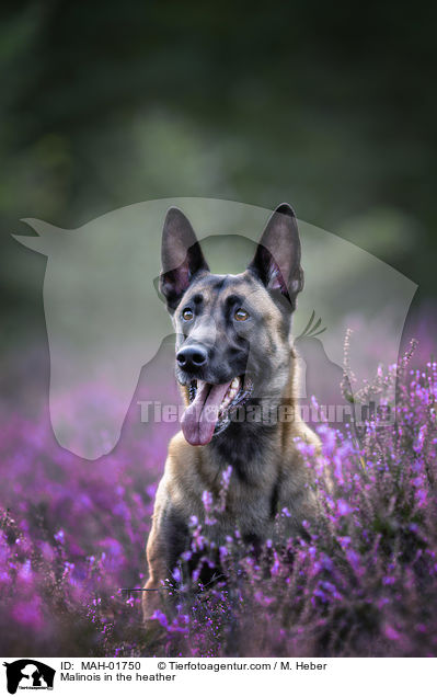 Malinois in der Heide / Malinois in the heather / MAH-01750