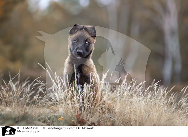 Malinois Welpe / Malinois puppy / UM-01720