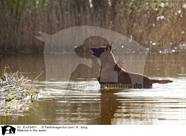 Malinois im Wasser / Malinois in the water / KJ-03451