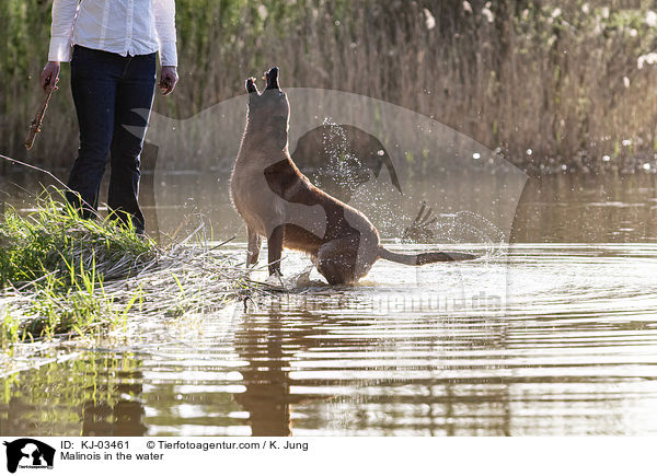 Malinois im Wasser / Malinois in the water / KJ-03461